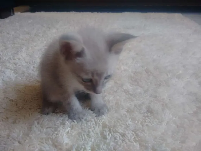 Gato ra a Indefinida  idade Abaixo de 2 meses nome Indefinido 