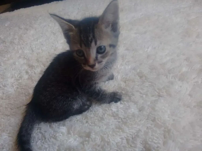 Gato ra a Indefinida  idade Abaixo de 2 meses nome Indefinido 