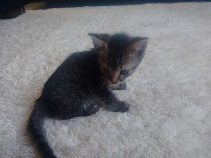 Gato ra a Indefinida  idade Abaixo de 2 meses nome Indefinido 