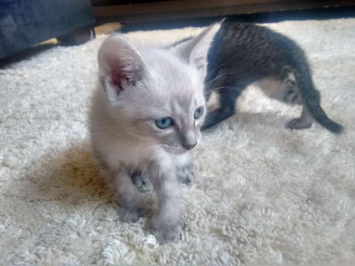 Gato ra a Indefinida  idade Abaixo de 2 meses nome Indefinido 