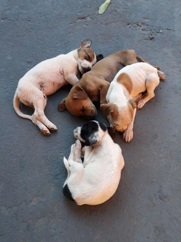 Cachorro ra a Nd idade 2 a 6 meses nome Varios