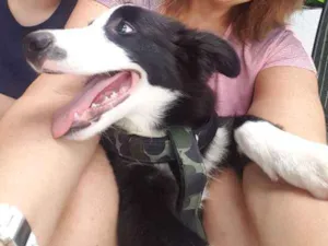 Cachorro raça Border Collie idade 1 ano nome THOR