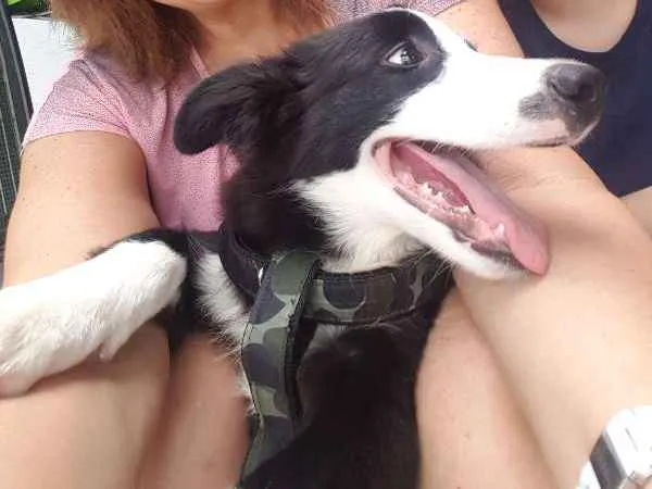 Cachorro ra a Border Collie idade 1 ano nome THOR