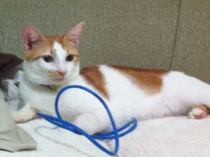 Gato raça  idade 3 anos nome Tino Marcos