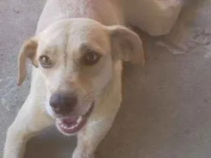 Cachorro raça Sem raça definida idade 3 anos nome Raila, Mel e Doze