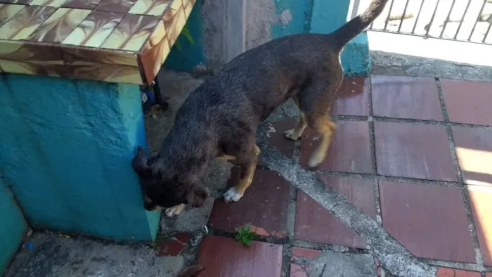 Cachorro ra a  idade  nome Sem Nome