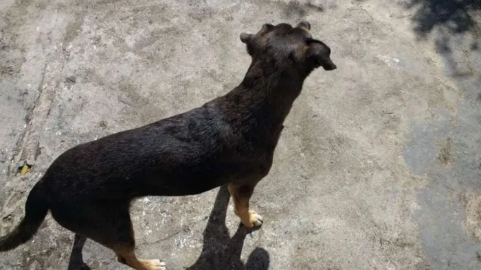 Cachorro ra a  idade  nome Sem Nome