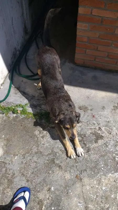 Cachorro ra a  idade  nome Sem Nome