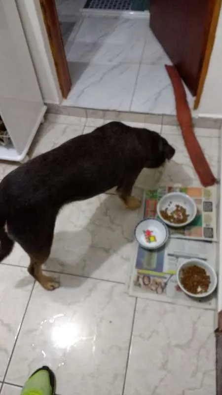 Cachorro ra a  idade  nome Sem Nome