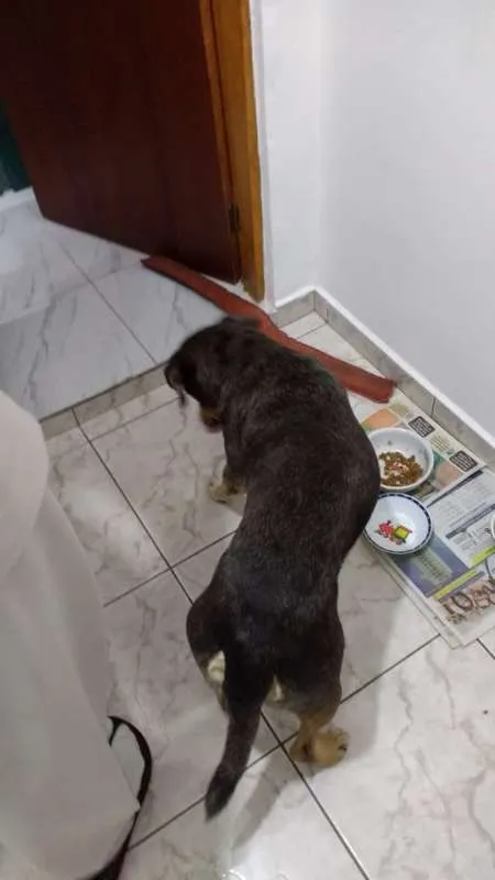 Cachorro ra a  idade  nome Sem Nome