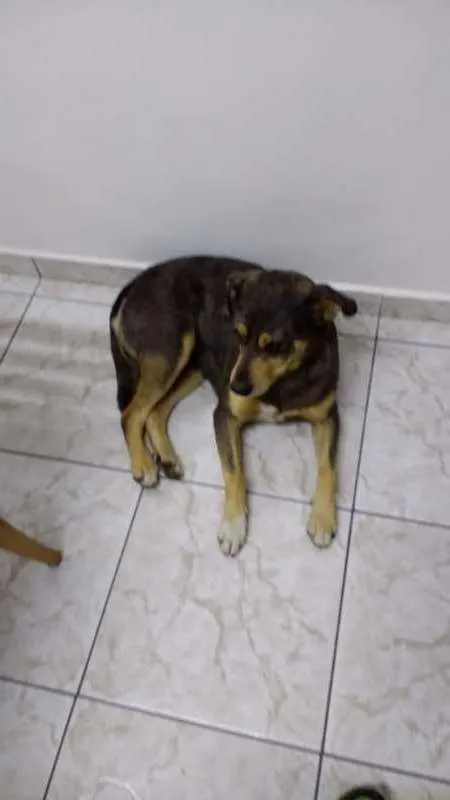Cachorro ra a  idade  nome Sem Nome