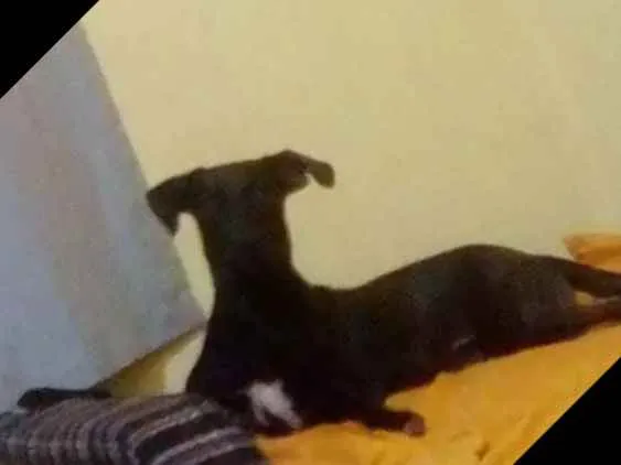 Cachorro ra a Sem raça idade 1 ano nome Thor