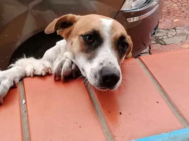 Cachorro ra a Vira lata  idade 2 anos nome Jully é Estopinha 