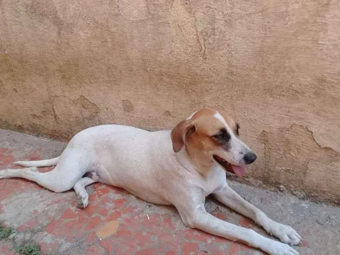 Cachorro ra a Vira lata  idade 2 anos nome Jully é Estopinha 