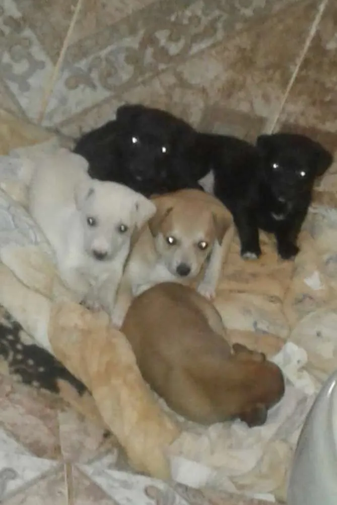 Cachorro ra a Não definida  (vira lata) idade Abaixo de 2 meses nome Não tem nome