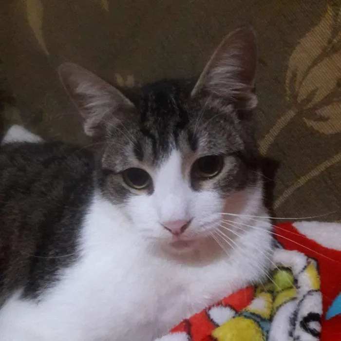 Gato ra a SRD idade 1 ano nome Romeu
