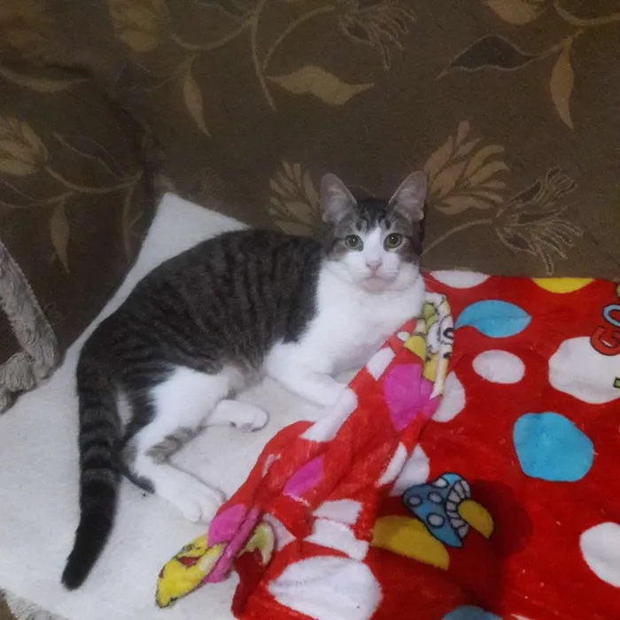Gato ra a SRD idade 1 ano nome Romeu