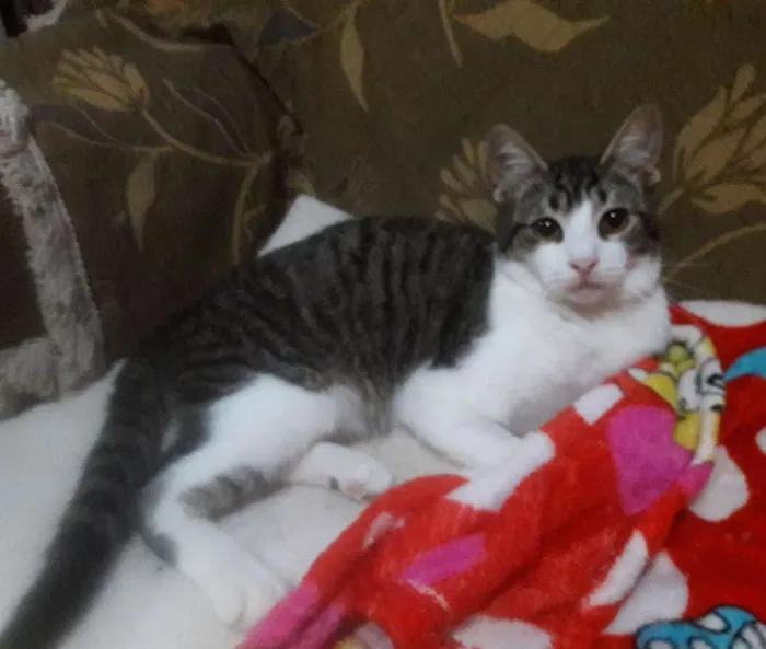 Gato ra a SRD idade 1 ano nome Romeu