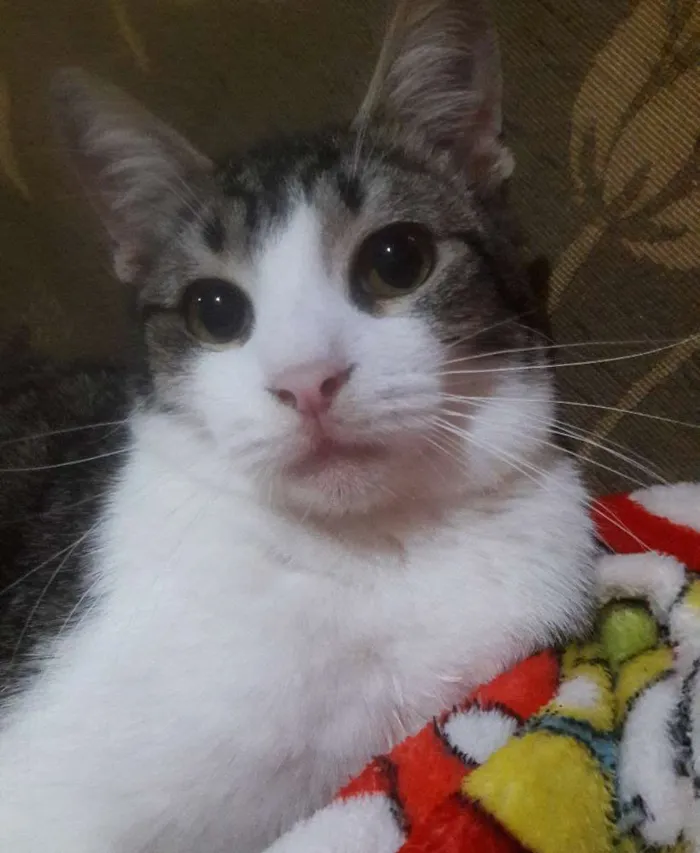Gato ra a SRD idade 1 ano nome Romeu