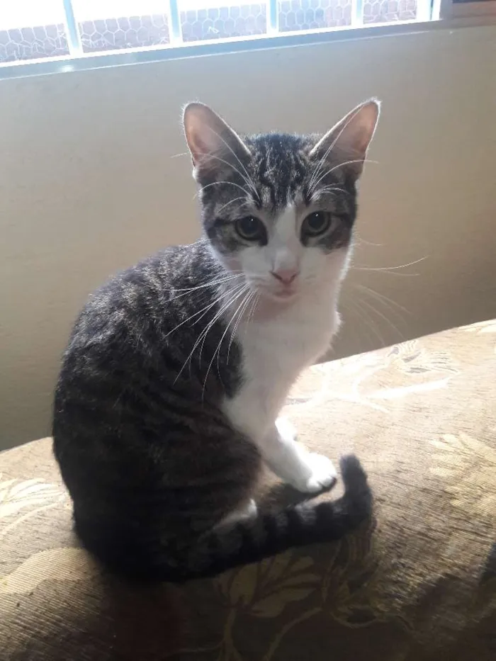 Gato ra a SRD idade 1 ano nome Romeu