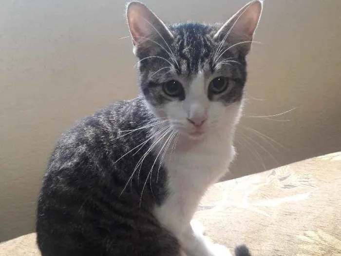 Gato ra a SRD idade 1 ano nome Romeu