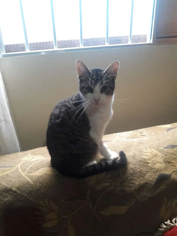 Gato ra a SRD idade 1 ano nome Romeu