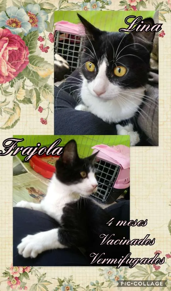 Gato ra a SRD idade 2 a 6 meses nome Lina  e Frajola