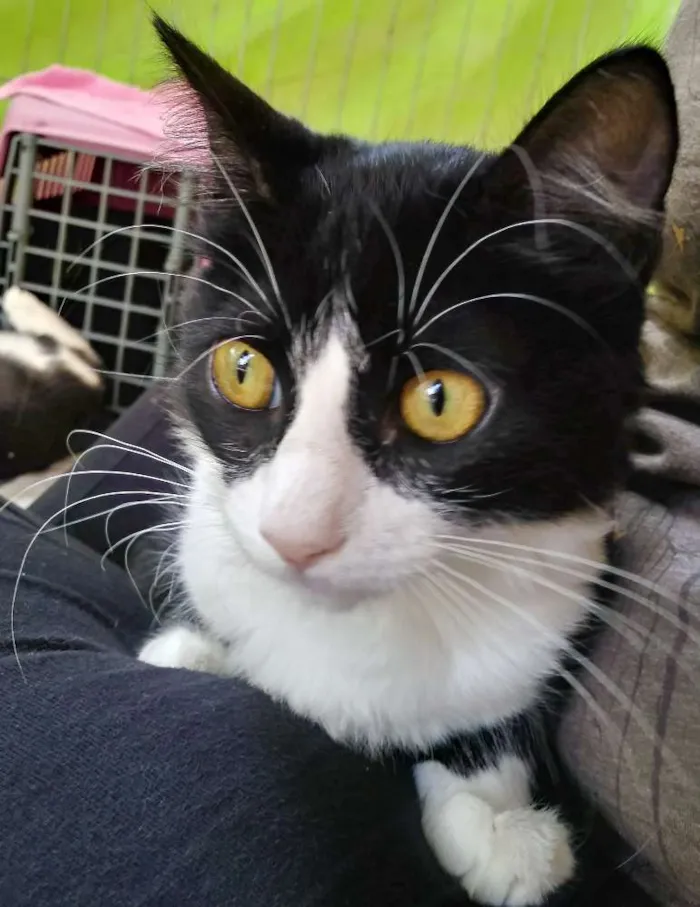 Gato ra a SRD idade 2 a 6 meses nome Lina  e Frajola