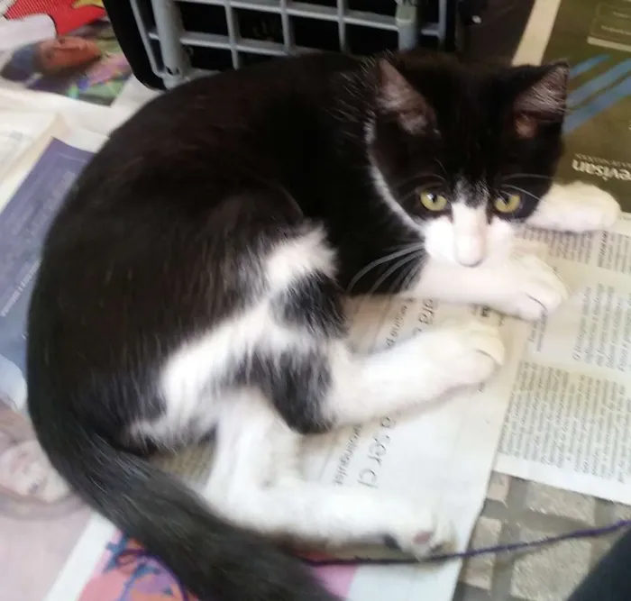 Gato ra a SRD idade 2 a 6 meses nome Lina  e Frajola