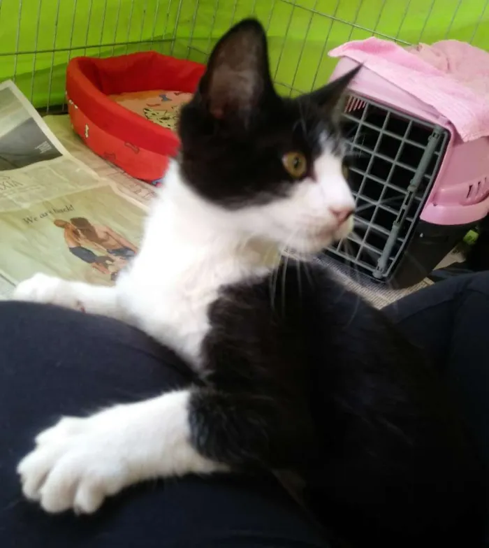 Gato ra a SRD idade 2 a 6 meses nome Lina  e Frajola