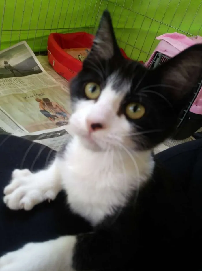 Gato ra a SRD idade 2 a 6 meses nome Lina  e Frajola