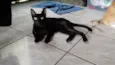 Veludo