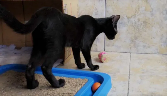 Gato ra a SRD idade 2 a 6 meses nome Veludo