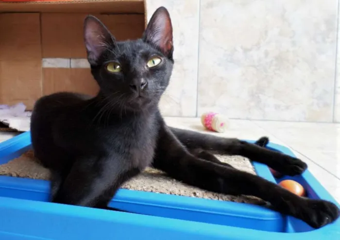 Gato ra a SRD idade 2 a 6 meses nome Veludo
