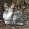 Cherie