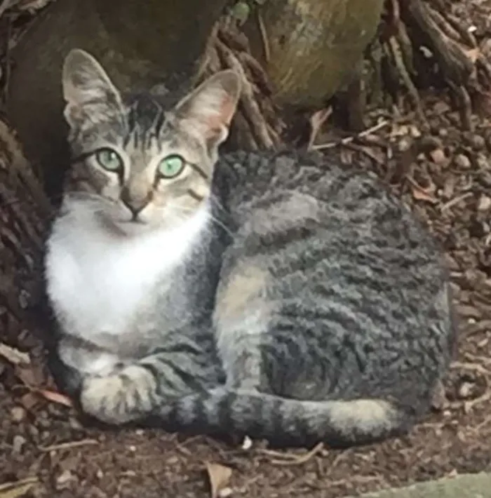 Gato ra a  idade 2 a 6 meses nome Cherie