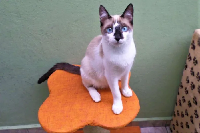 Gato ra a SRD idade 2 a 6 meses nome Milu