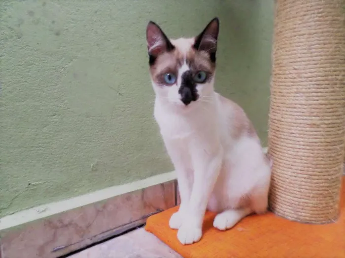 Gato ra a SRD idade 2 a 6 meses nome Milu
