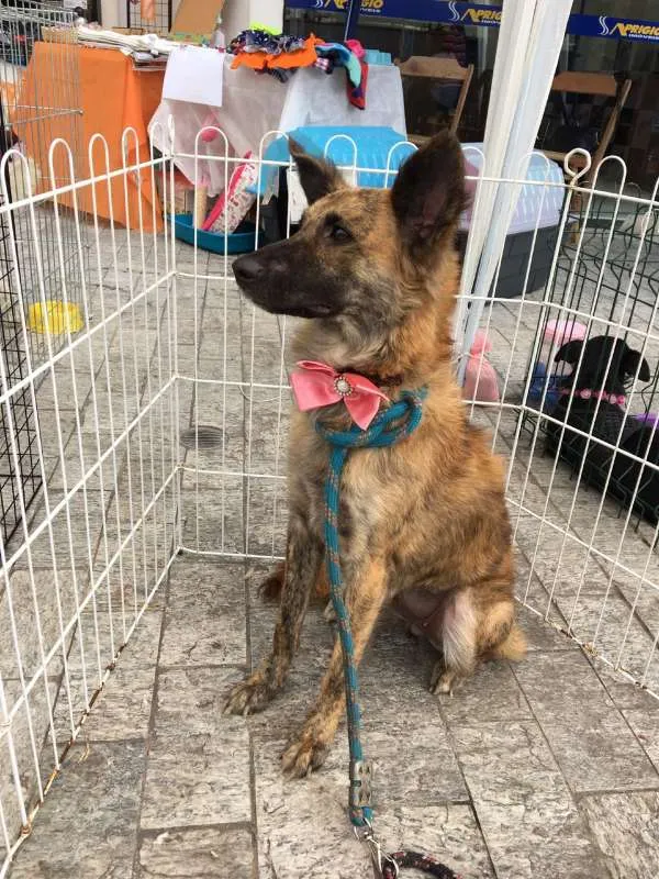 Cachorro ra a SRD idade 2 anos nome Nala
