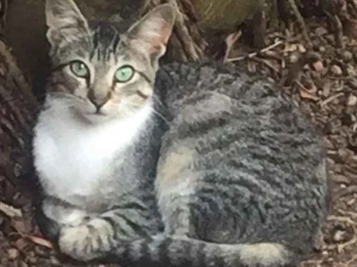 Gato ra a  idade 2 a 6 meses nome Cherie