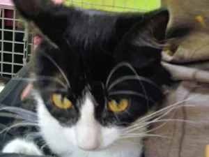 Gato raça SRD idade 2 a 6 meses nome Lina  e Frajola