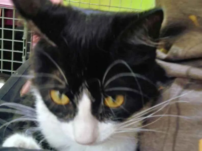 Gato ra a SRD idade 2 a 6 meses nome Lina  e Frajola
