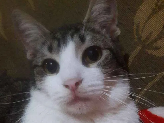 Gato ra a SRD idade 1 ano nome Romeu