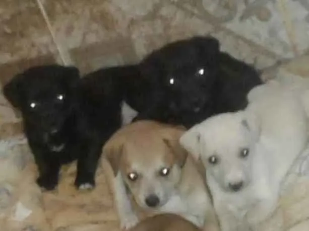 Cachorro ra a Não definida  (vira lata) idade Abaixo de 2 meses nome Não tem nome