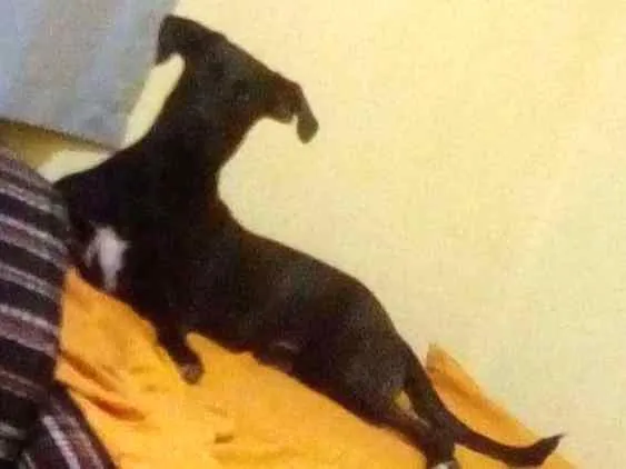 Cachorro ra a Sem raça idade 1 ano nome Thor