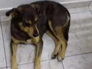 Cachorro raça  idade  nome Sem Nome