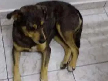 Cachorro ra a  idade  nome Sem Nome