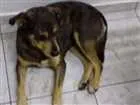 Cachorro raça  idade  nome Sem Nome