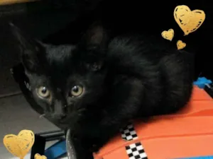 Gato raça SRD idade 2 a 6 meses nome Pretinha