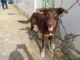 Choquito